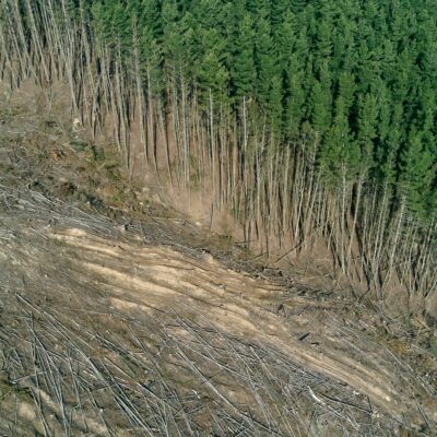 Environmental Crime and Corruption